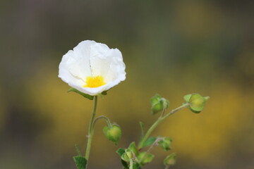 White flower of Cistus salviifolius (Sage-leaved Rock Rose) in spring