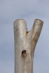 trunk of Eucalyptus tree remaining after heavily pruning