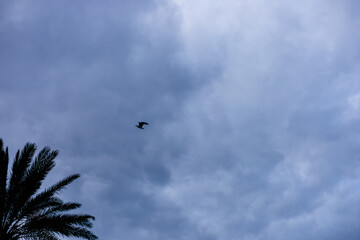 Bird soaring through a vast blue sky filled with clouds during early morning hours