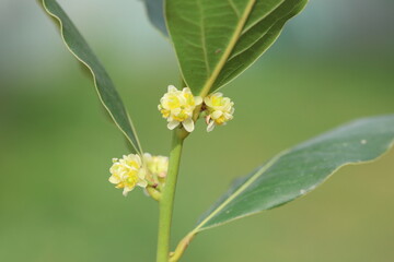 blooms of Laurus nobilis, commonly known as Bay Laurel