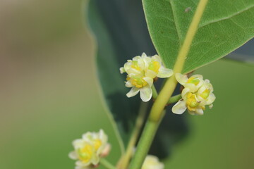 blooms of Laurus nobilis, commonly known as Bay Laurel