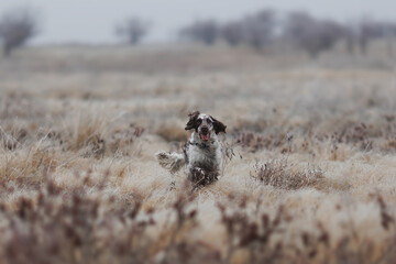 English Springer spaniel on the hunt. spaniel in the field