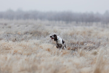 English Springer spaniel on the hunt. spaniel in the field