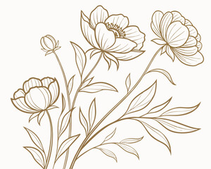 Elegant peony flower line art illustration on white background, botanical drawing.