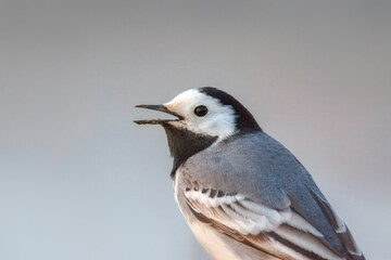 A close-up of a White wagtail with a grey background with copyspace on a spring evening. 