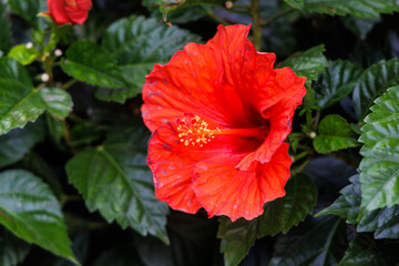 Chinesischer Roseneibisch (Hibiscus rosa-sinensis) © Rolf Müller