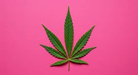 Cannabis leaves on pink background