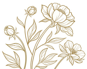 Elegant peony flower line art illustration on white background, botanical drawing.