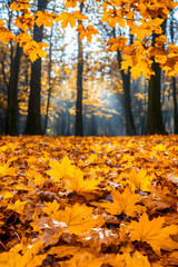 Autumn foliage Forest ground covered in bright golden maple leaves, sunlight filtering through trees