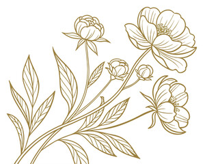 Elegant peony flower line art illustration on white background, botanical drawing.