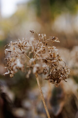 Detailed close-up of a dried, withered flower in a natural setting, showcasing delicate textures, soft lighting, and a tranquil aesthetic, evoking thoughts of change and nature's cycle.