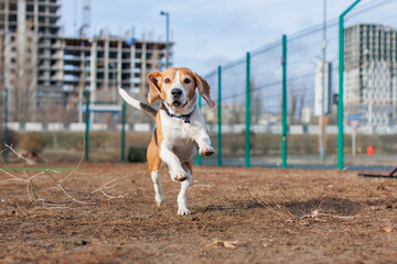 A Beagle dog walks on a walking area
