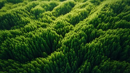 Lush green grass field with rich natural texture for fresh and nature-inspired designs

