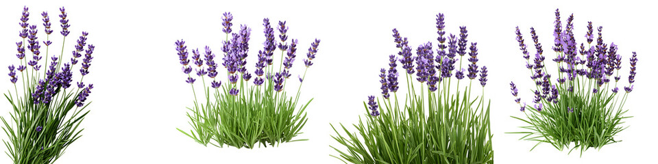 Naklejka premium Lush fragrant lavender plants with vibrant purple blooms growing in a serene natural outdoor setting