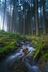 Obraz premium Bach im Wald