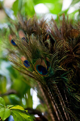 Close-up of peacock feathers with vibrant eye patterns

