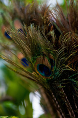 Close-up of peacock feathers with vibrant eye patterns

