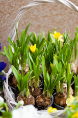 Blue pansy flowers in a white wicker basket