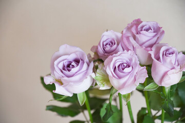 Obraz premium 紫のばら