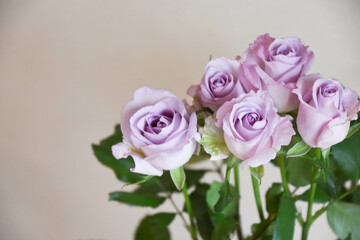 Obraz premium 紫のばら