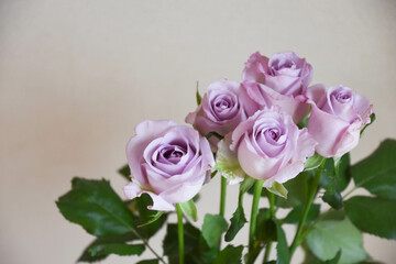 Obraz premium 紫のばら