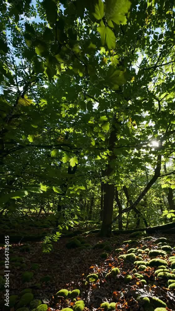 Poster low-angle video capturing sunlight filtering through lush green forest canopy, creating a serene and