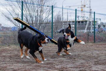 The big Swiss Mountain Dog is playing. Bernese Mountain Dog