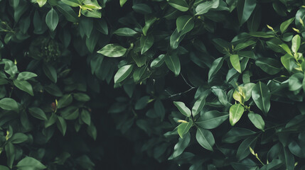 Dark Foliage Background With Rich Green Leaves