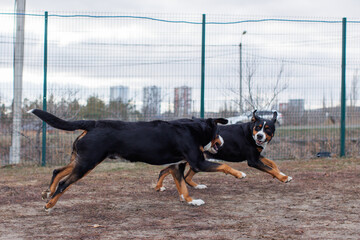 The big Swiss Mountain Dog is playing. Bernese Mountain Dog