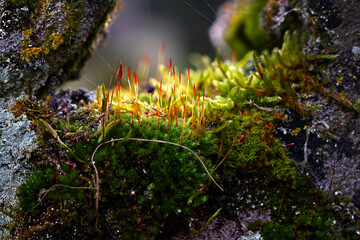 moss on the rocks