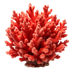 Stunning Red Coral Branch Isolated on Black Background Detailed Closeup Vivid Color Ocean Reef Specimen isolated on white or transparent background Generative AI