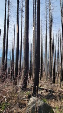 Vertical 4K video footage of  burnt forest after wildfires in Columbia River Gorge, Oregon, near Herman Creek Trail Indian Point showing scorched trees and recovering undergrowth in dramatic landscape