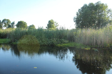 Fototapeta premium Trees and bushes on the banks of the river lake. Shoreline reinforcement