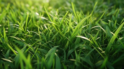 Obraz premium Fresh green grass background in the sunlight