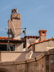 Cat sitting on the top rooftops in old town Dubrovnik.
