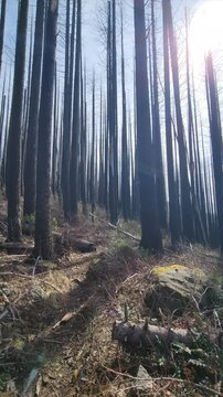 Vertical 4K video footage of  burnt forest after wildfires in Columbia River Gorge, Oregon, near Herman Creek Trail Indian Point showing scorched trees and recovering undergrowth in dramatic landscape