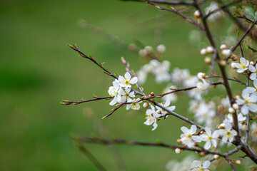 Spring blooming white pear flowers on tree branches. Blurred branches, leaves and bushes in the background. Colorful colors of greenery