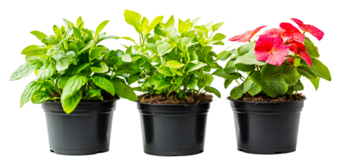 Plant care tips for indoor gardening home article cozy environment cut out