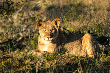 lioness in the grass