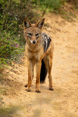 black backed jackal