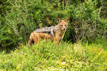 black backed jackal