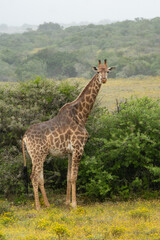 giraffe in the savannah