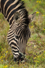 zebra eating grass
