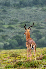 antelope in the wild 