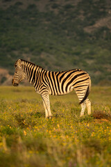 Naklejka premium zebra in the savannah
