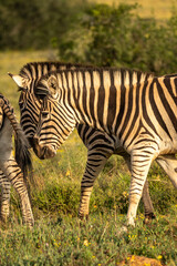 zebra eating grass