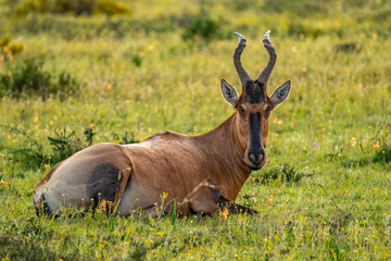 antelope 