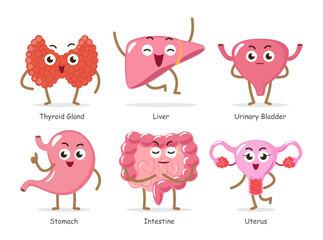Obraz premium Human internal organs . Set of funny medical cartoon characters . Include thyroid gland, liver, urinary bladder, stomach, intestine, uterus . Isolated white background . Vector .