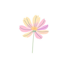 Watercolor pink daisy flower