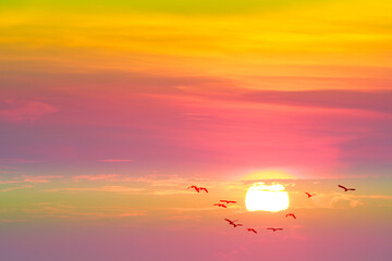 sunset on the evening purple pastel cloud on the sky and egret birds flying
